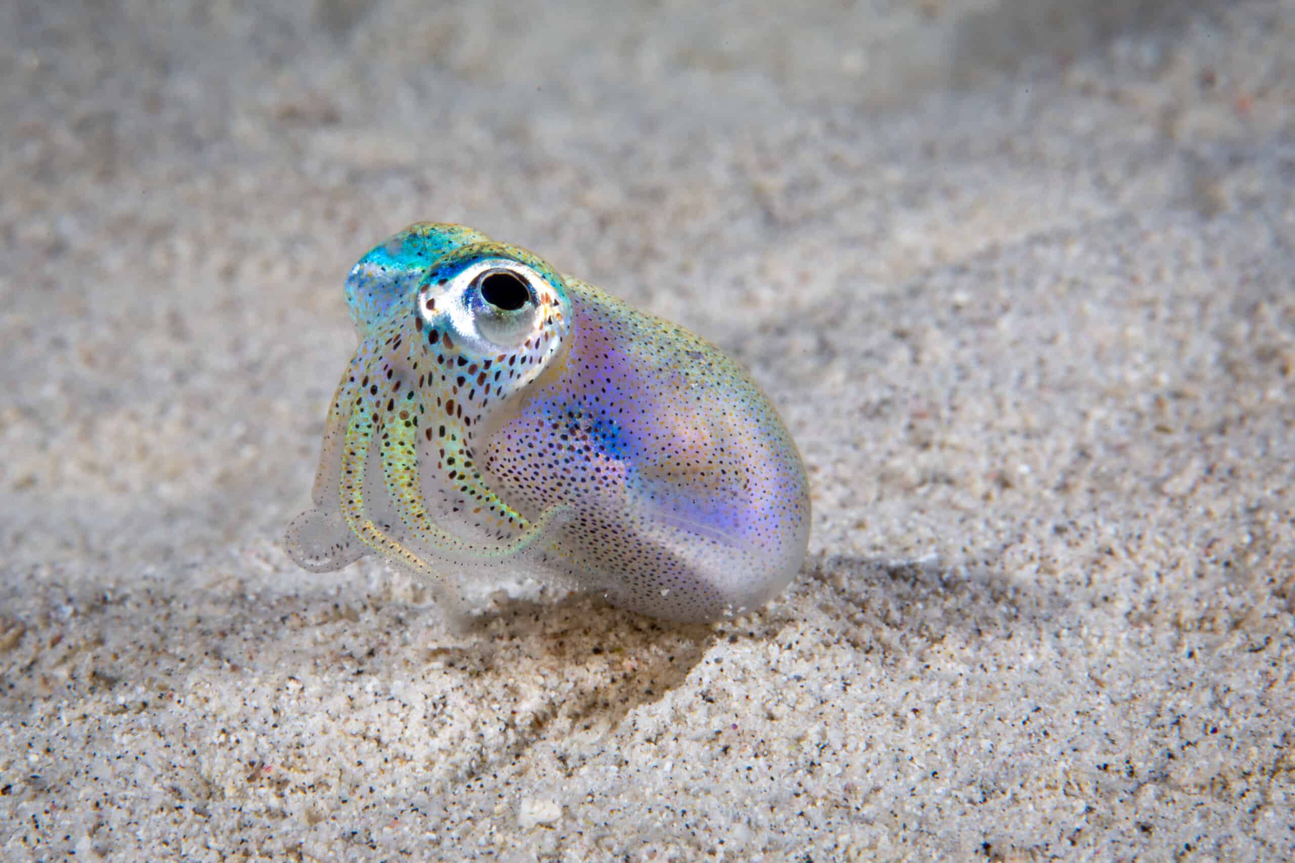 Hawaiian bobtail squid are tiny - only around 1 or 2 inches long