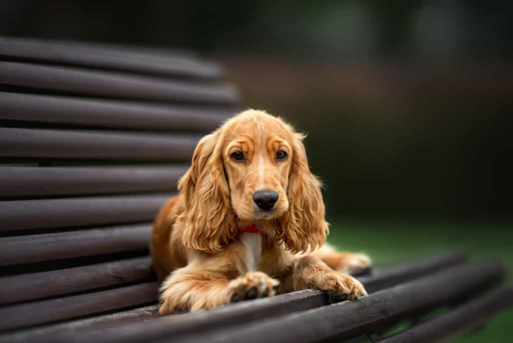 The cutest English cocker spaniel