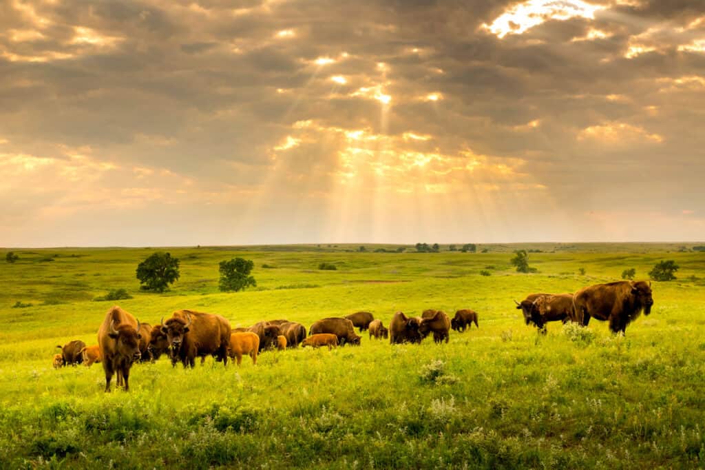 Bison Kansas 