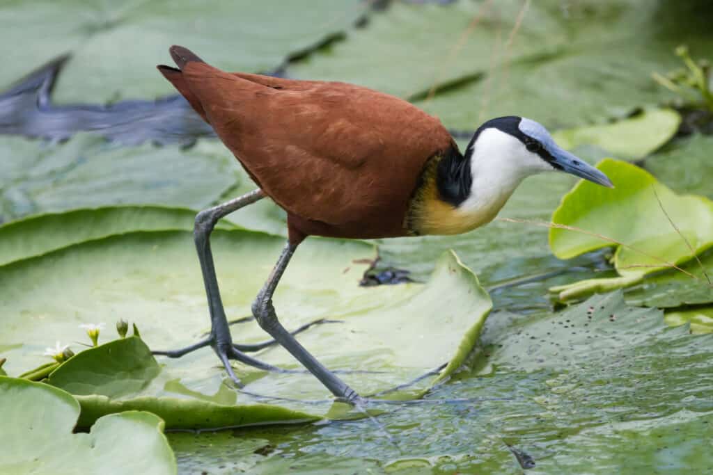 An African Jacana walking on lily pads