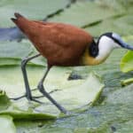 African jacana