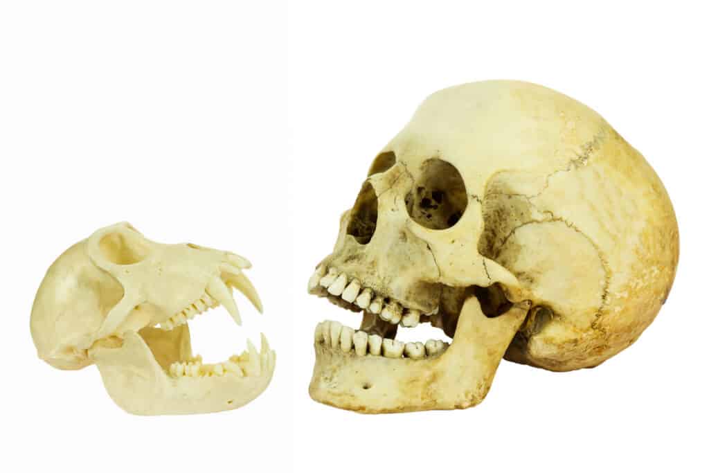A monkey skull and a human skull against a white background