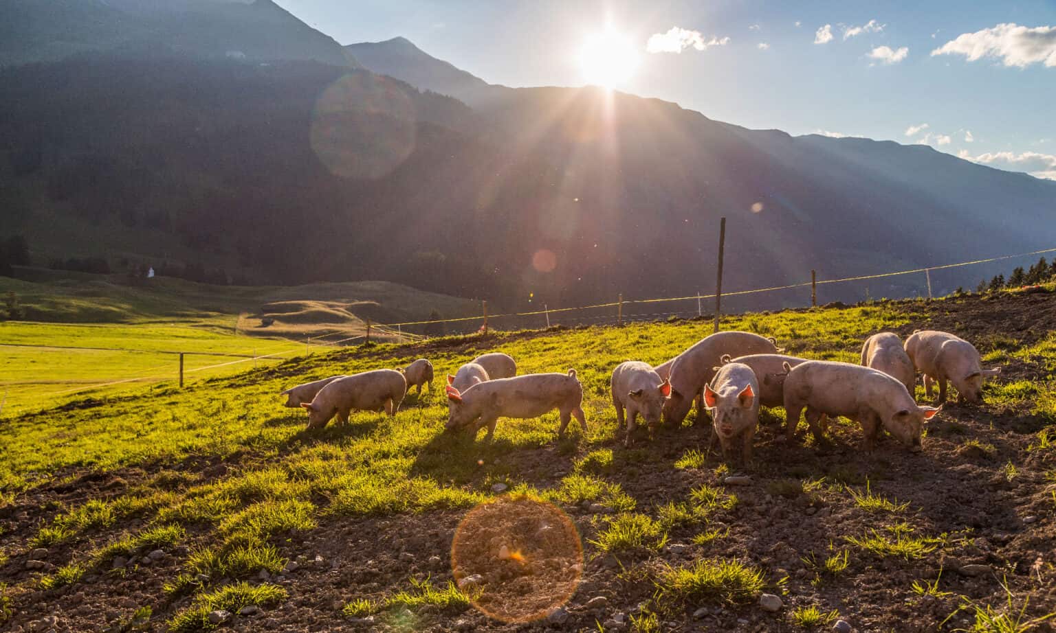 What Is a Group of Pigs Called? AZ Animals