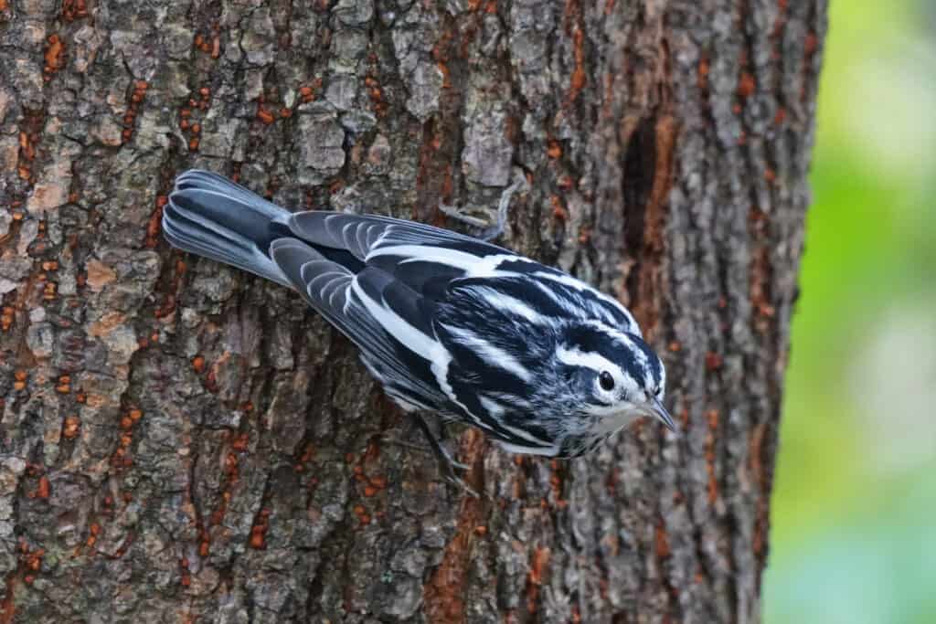 A black and white warbler hanging to the bark on the side of a tree