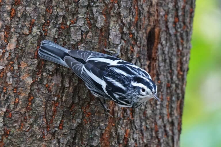 A black and white warbler hanging to the bark on the side of a tree