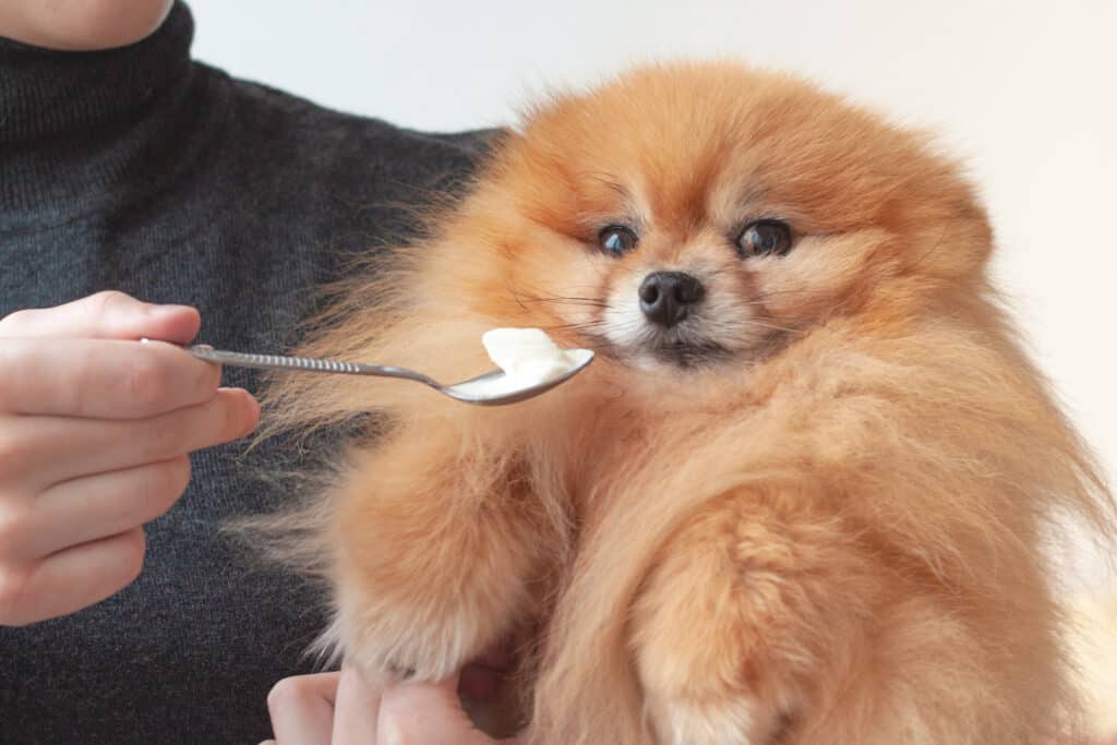 dog eating sour cream