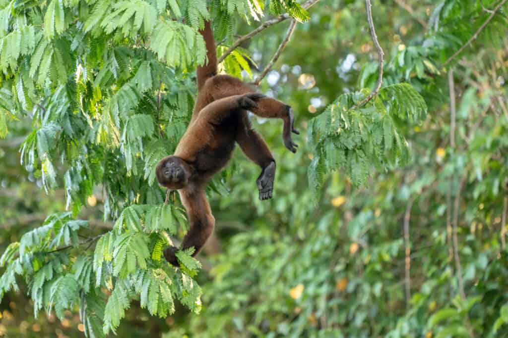 Brown woolly monkey hanging by its tail from a tree