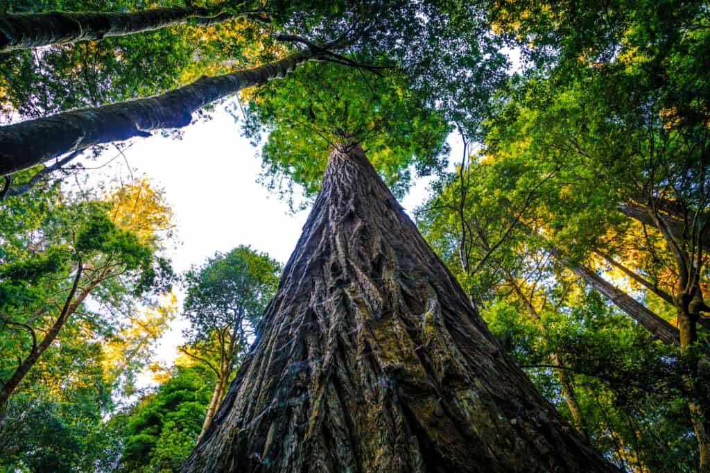 biggest and oldest redwood trees