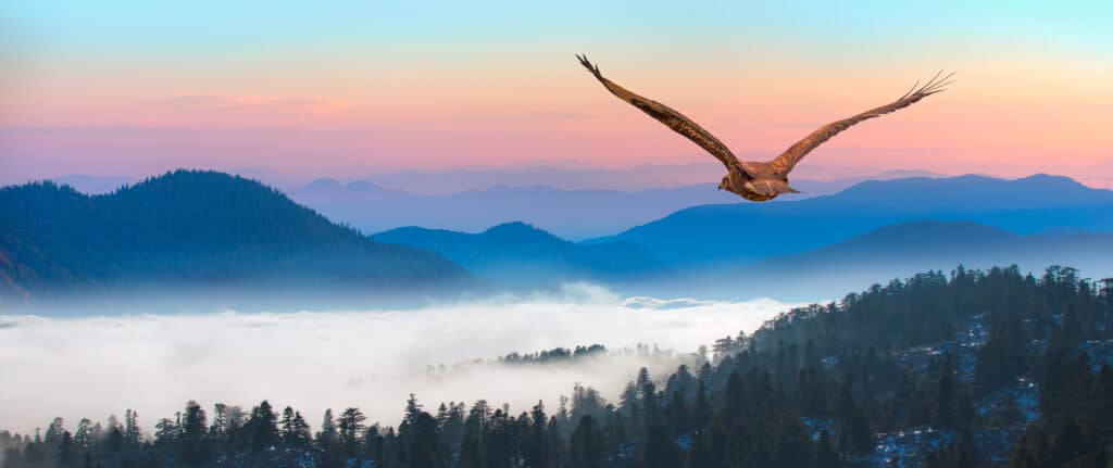 red tailed hawk