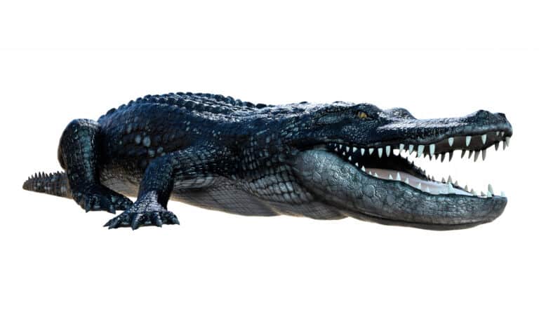 alligator