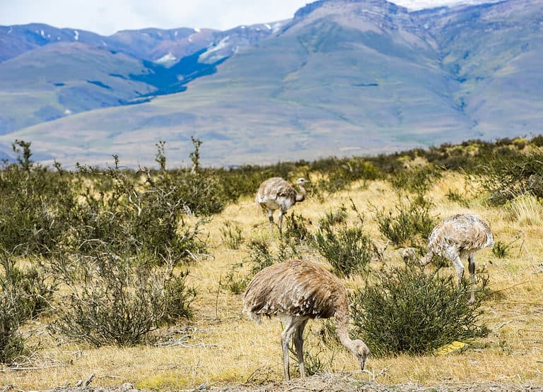 Greater Rhea in Torres del Paine National Park, Chile