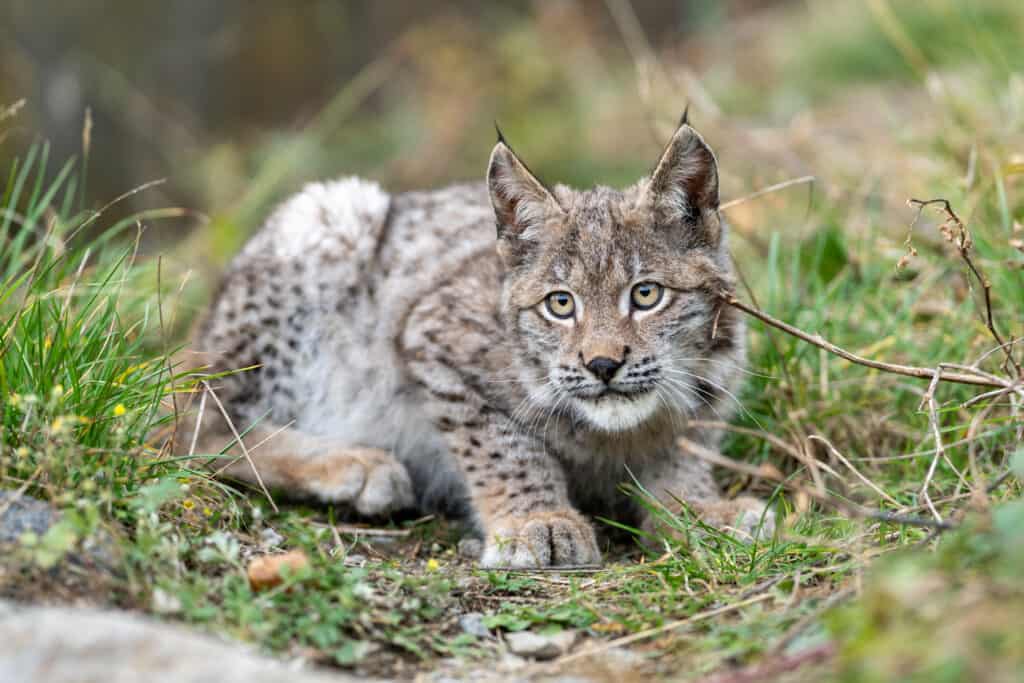 bobcat - wild lynx 