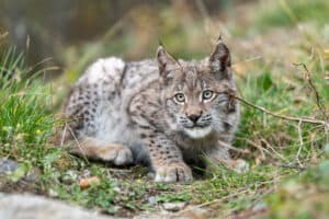 Watch a Calgary Man See an Incredibly Rare Lynx and Attempt to Pet It Picture