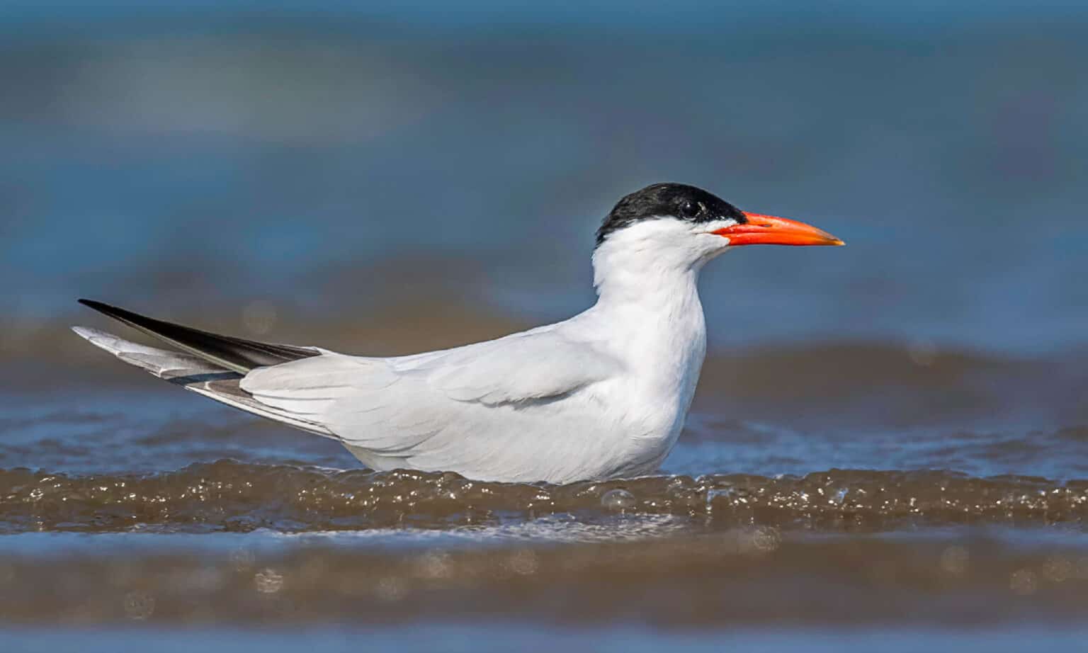 Idaho's 5 Best Bird Watching Spots This Summer - A-Z Animals