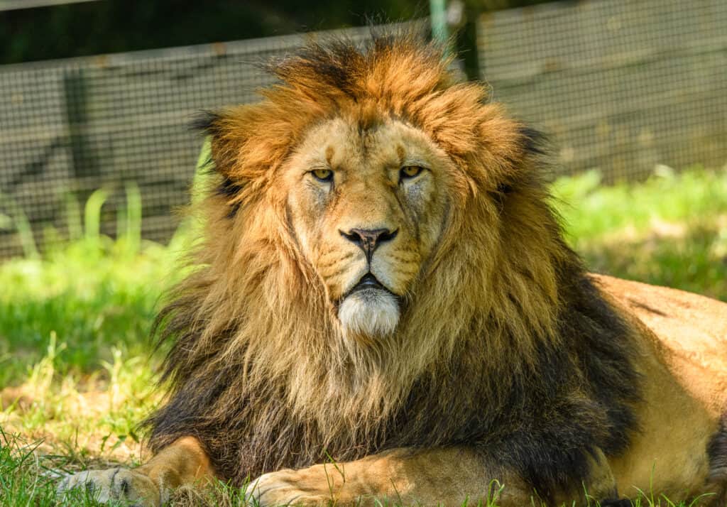 The lion has a defensive advantage over the largest eagle ever