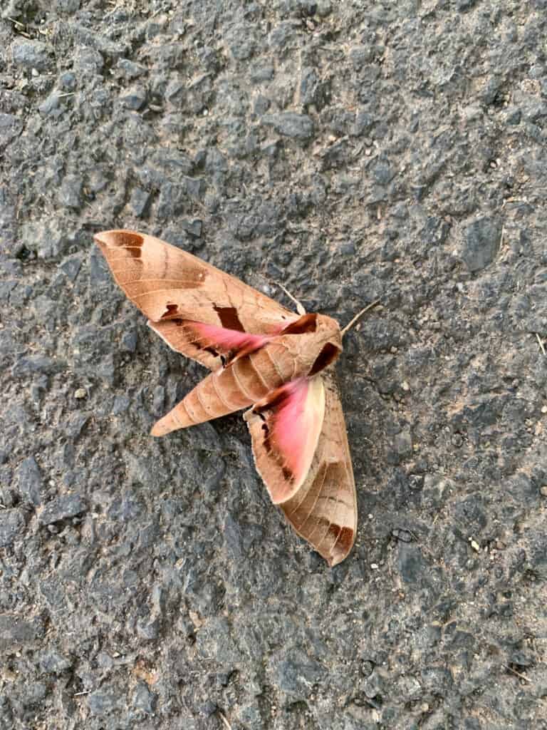 Sphinx Moths (Hawk Moths)  Missouri Department of Conservation