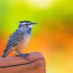 Cactus Wren