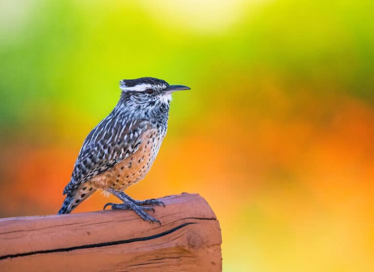 A cactus wren perched on a piece of wood against a blurry, bright background
