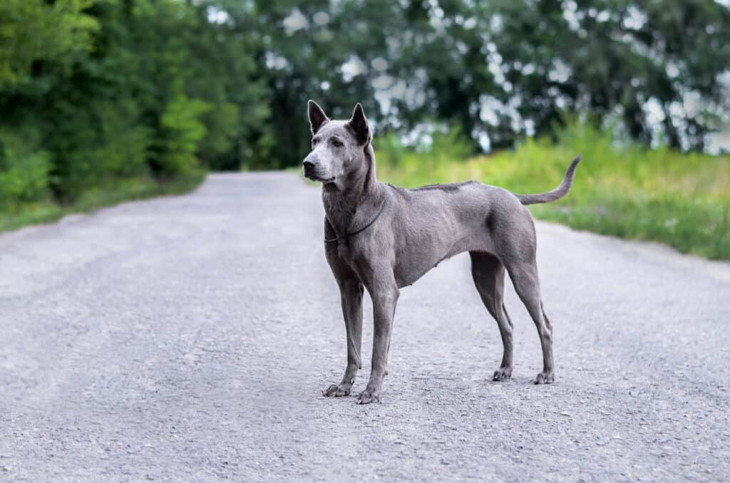 Thai ridgeback dog