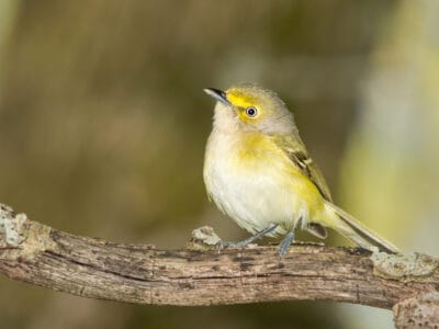White-Eyed Vireo Picture