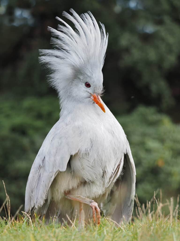 Kagu in upright stance with raised crest and wings extended.