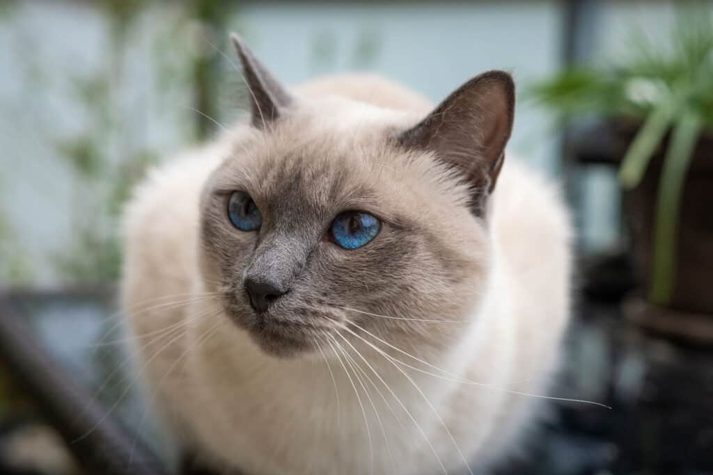 siamese blue point shorthaired cat