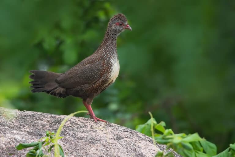Stone partridge perched on a rock