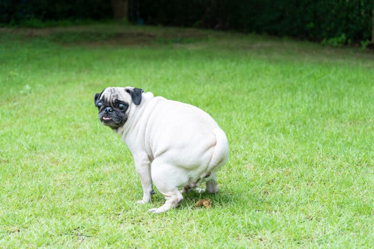 Dog poop