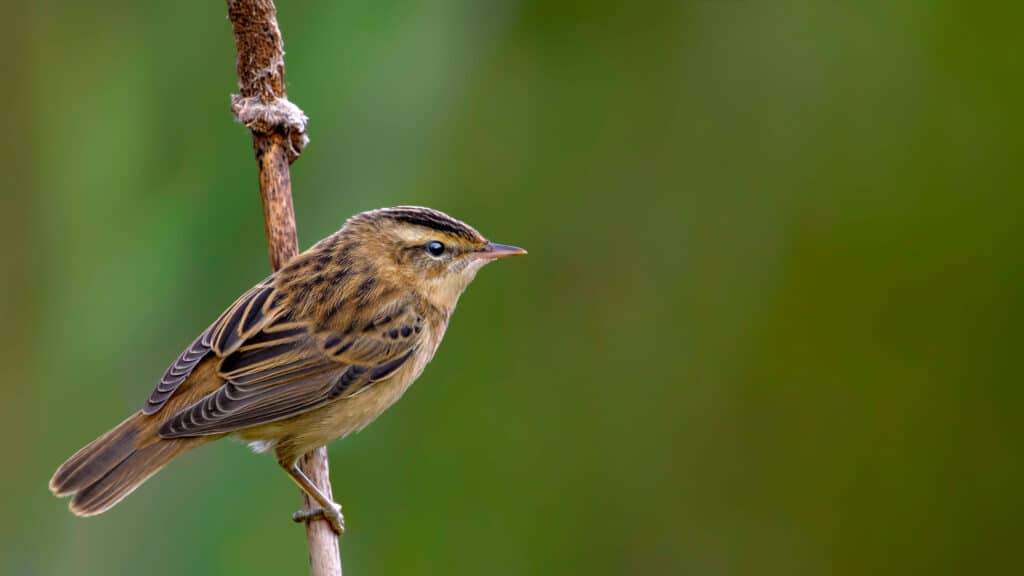 A sedge warbler perched on a sedge against a blurred green background