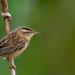 Sedge warbler