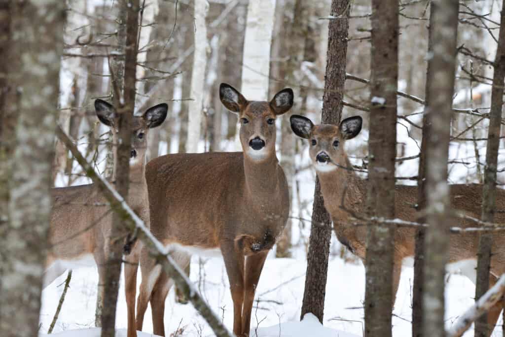 White-tailed deer standing in a snowy winter forest.