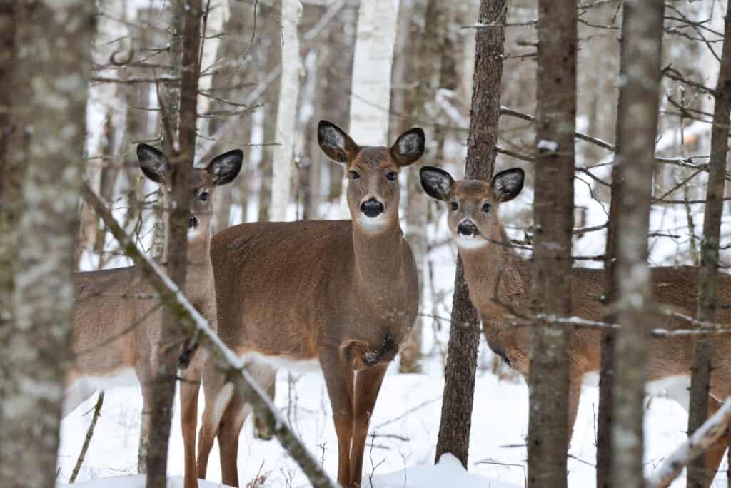 What Is A Group Of Deer Called A Z Animals