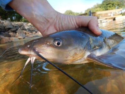 A The Largest Channel Catfish Ever Caught in Arkansas