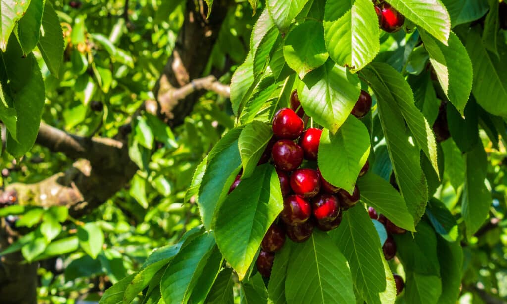 cherry fruit trees