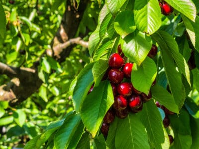 A How to Grow a Cherry Tree: Your Complete Guide