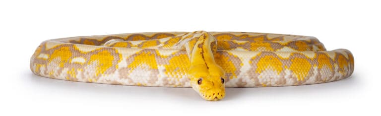 Full body shot of Lavender Albino Reticulated python snake. Isolated on white background.