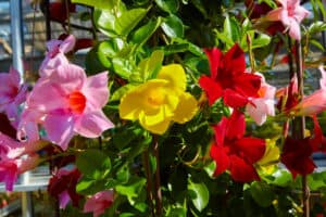 Is Mandevilla A Perennial Or Annual? Picture