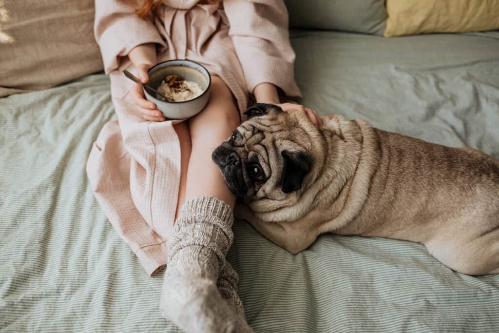 pug with owner eating oatmeal