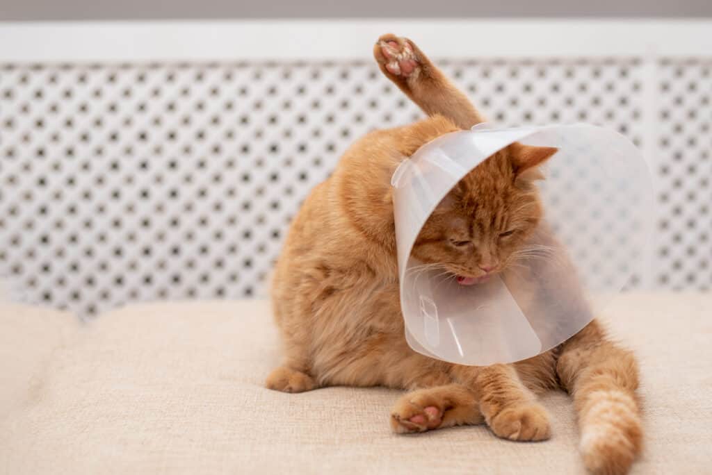 Ginger cat with cone trying to clean itself