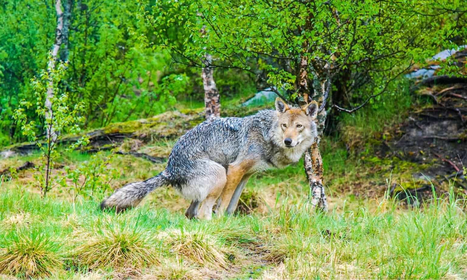 Wolf Poop Everything You ve Ever Wanted To Know A Z Animals