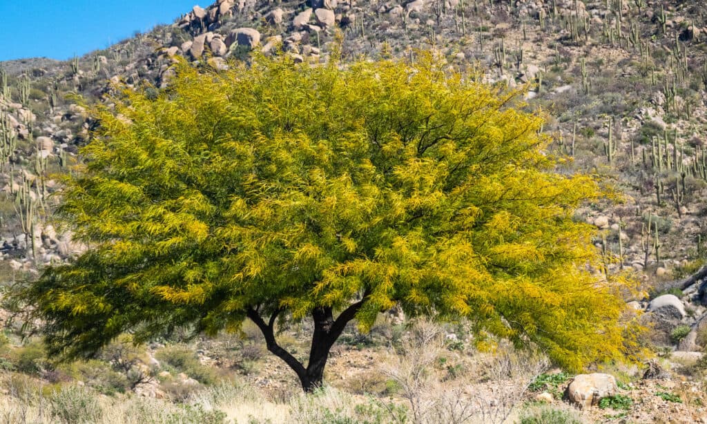 Mesquite Tree