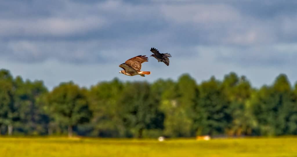 crow chases hawk