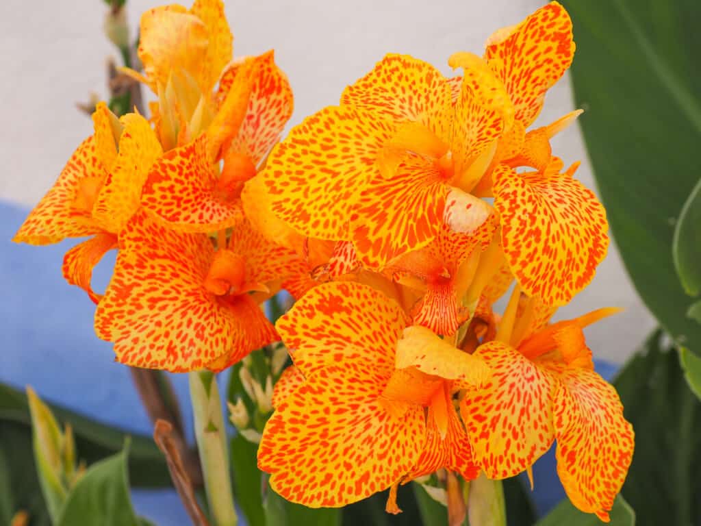 canna-lilies-march-plant-of-the-month-2017-garden-center-nursery-san