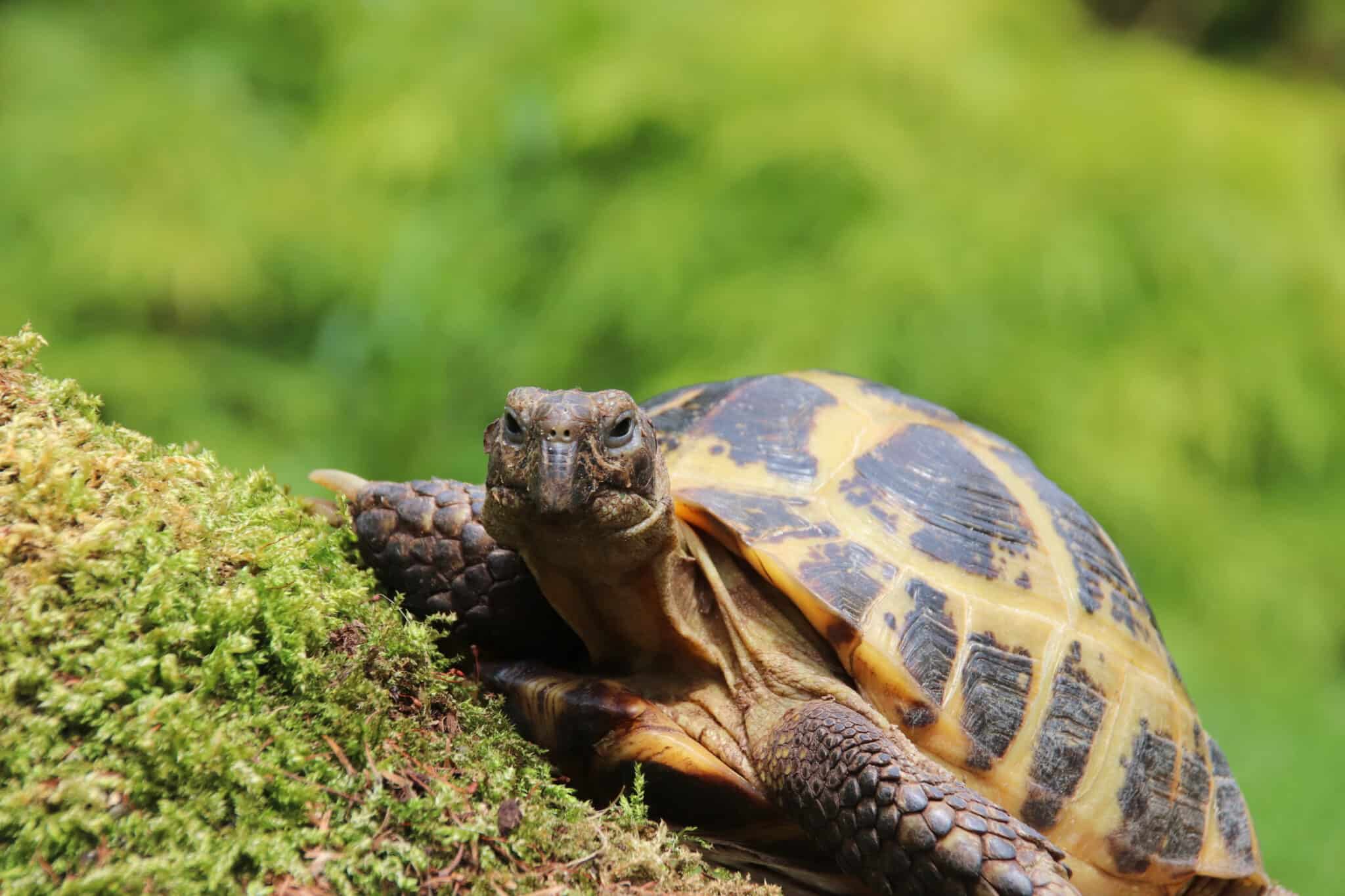 Male vs Female Russian Tortoise: What Are Their Differences? - Wiki Point