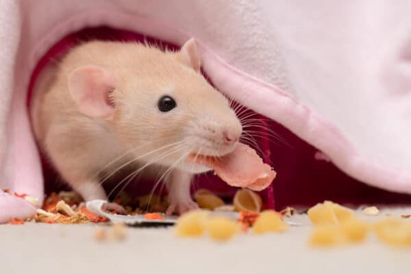 Keep your pet rat happy with toys and treats.