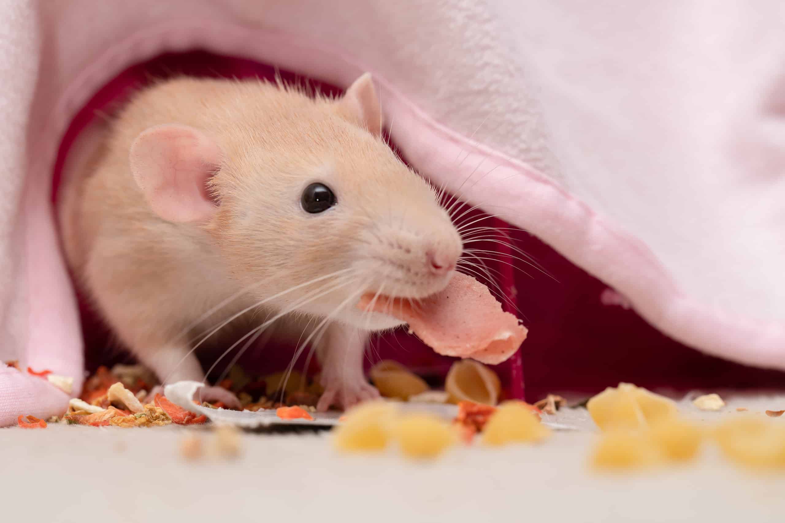What Do Rats Eat? - AZ Animals