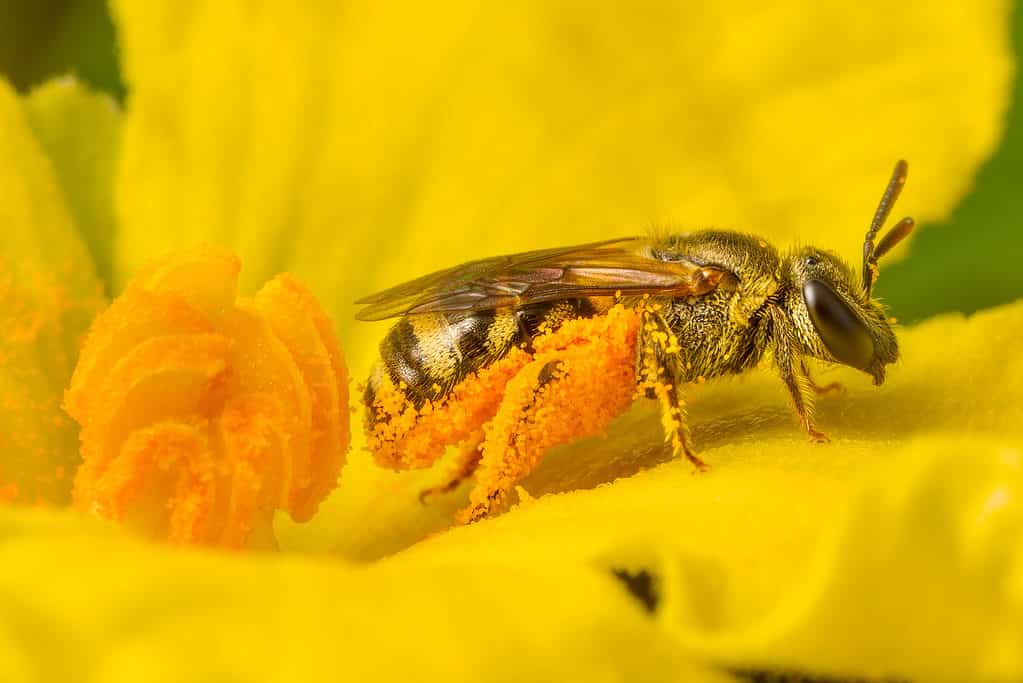 Close up of bee and pollen