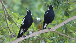 10 Incredible Magpie Facts Picture