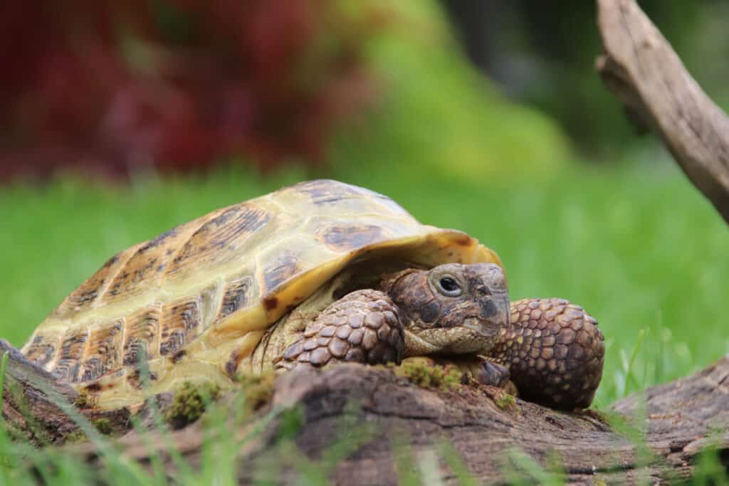 Tortoise shell problems - ExoticDirect