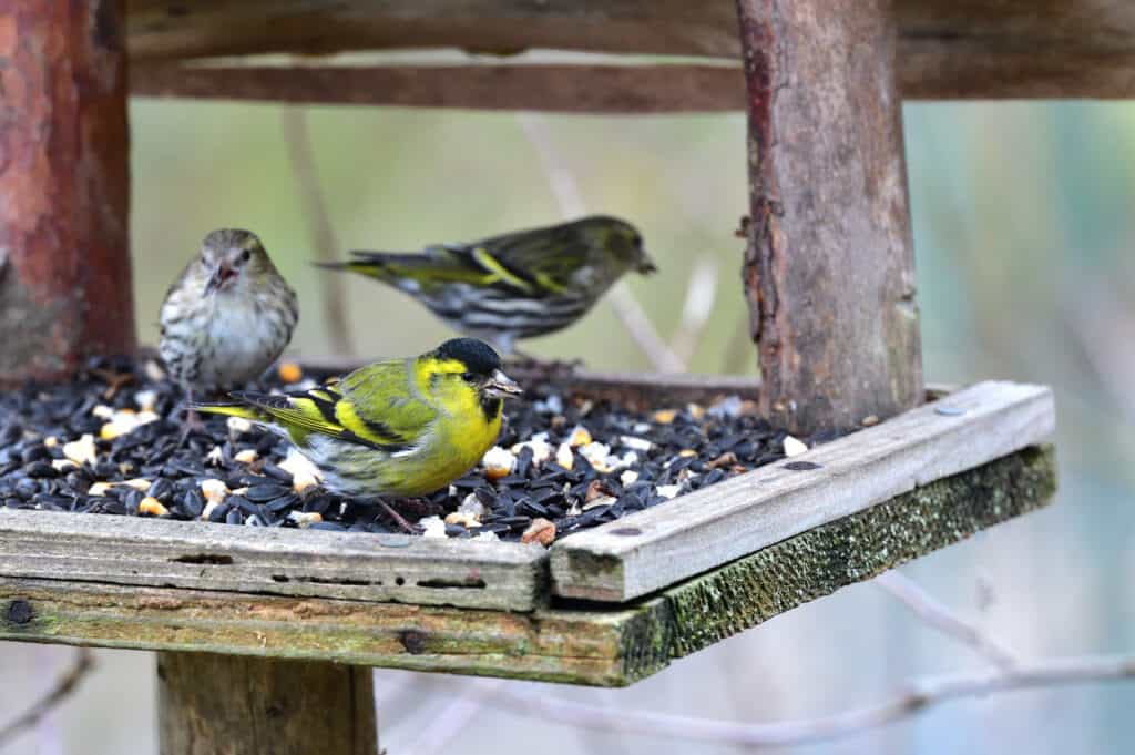 Male and female pine siskins at a bird feeder